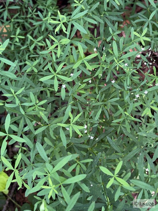 Galium schultesii